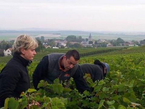 Vendanges 2013 Harvest - pinot noir - Massif de Saint Thierry - Champagne Boulard F. et F.